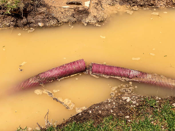 Best Mold removal after water damage  in Grant Park, IL